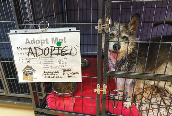 Pet adoptions are up, so are returns