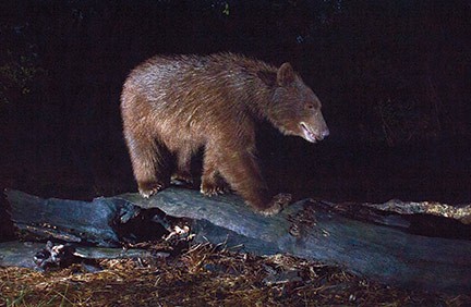 Claremont bear sightings increase