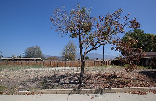 Drought takes its toll on health of Claremont’s trees