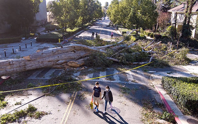 Claremont’s windstorm  — one year later