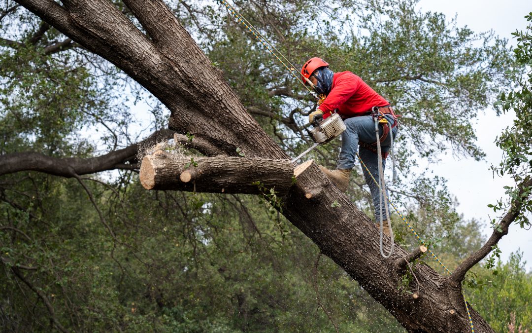 California Botanic Garden still impacted by windstorm — VIDEO