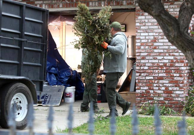 Police seize hundreds of marijuana plants at grow house