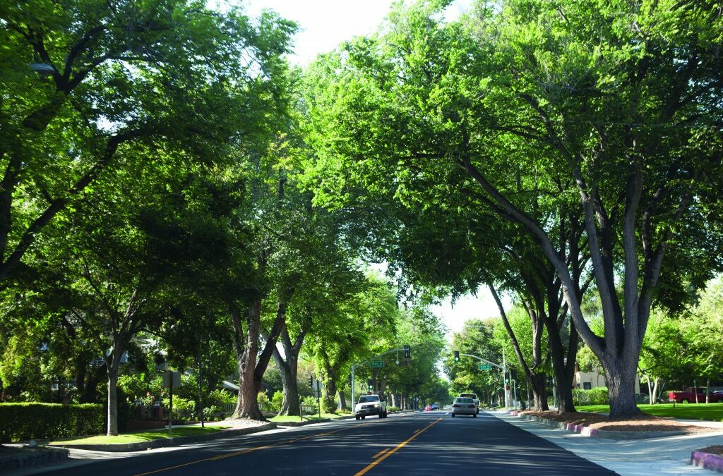 Saving the trees in the city of…