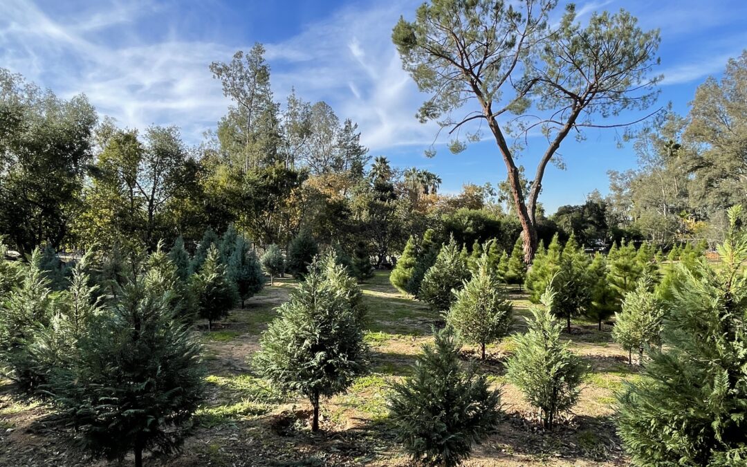 Brock Christmas Tree Farm opens for 61st season