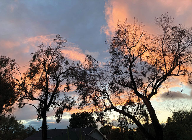 Viewpoint: Claremont needs a heritage tree program