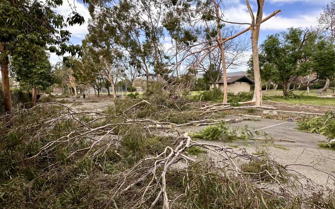 UPDATED: Claremont windstorm damage could have been worse