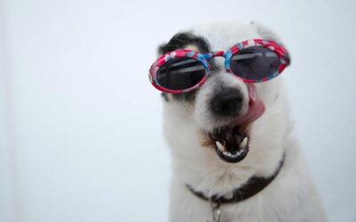 Montclair Place hosts dog photo sweepstakes
