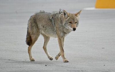 Coyote sightings, reports of aggression, spiking in Claremont