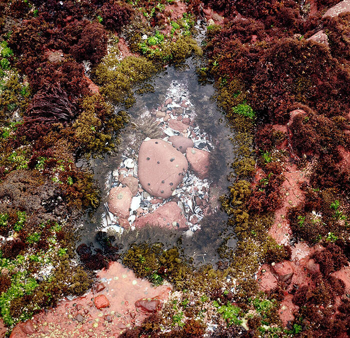 Claremont Art Walk, December 2025