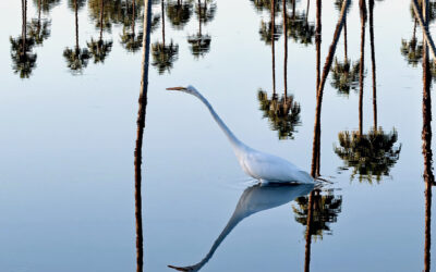 Courier pictures of the year 2025