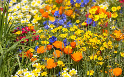Wildflower tours at CalBG