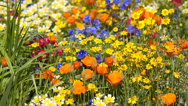 CalBG_wildflowers_WEB